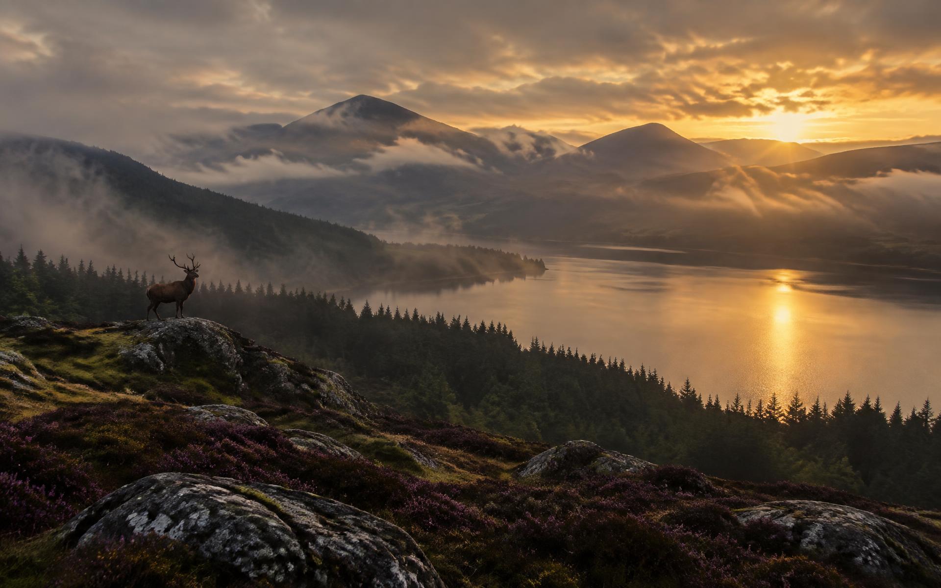 Sunrise over a Highland loch with heather and pine forest